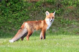 A fox, not the one pictured here, tested positive for rabies after attacking two people in North Carolina.